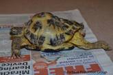 Poppy 1 - Poppy was discarded next to a bin in a garden - Rehomed through the Tortoise Protection Group - click to enlarge